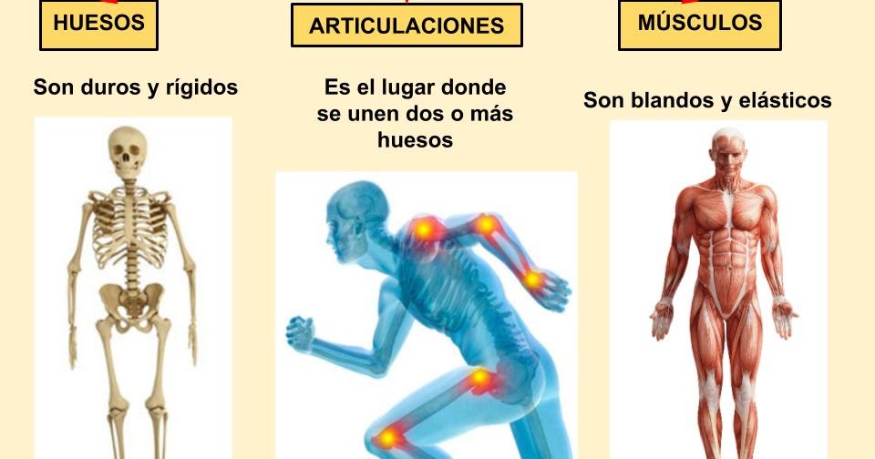 EL APARATO 3 Ciencias Naturales en