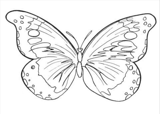 label butterfly coloring pages - photo #5