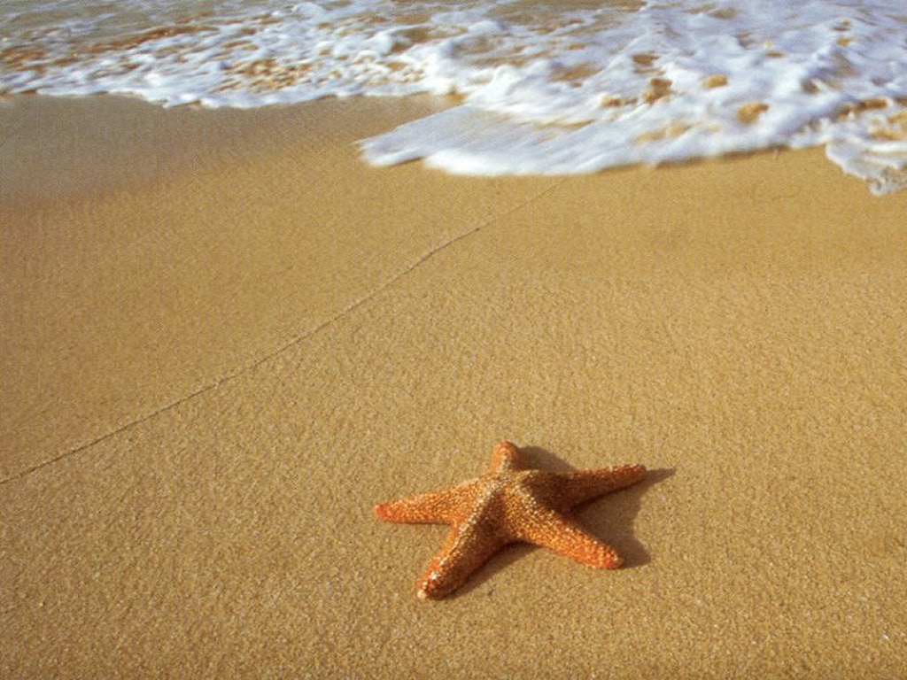 Interesting Facts About Starfish and Pictures | Animal Wildlife