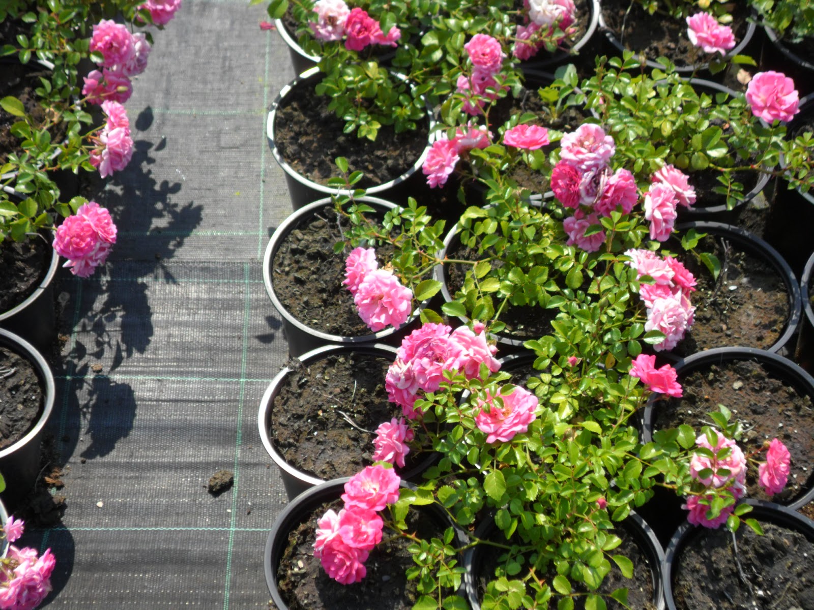 Creare Giardini: Le Nostre rose tappezzanti paesaggistiche-by Rosa Nova