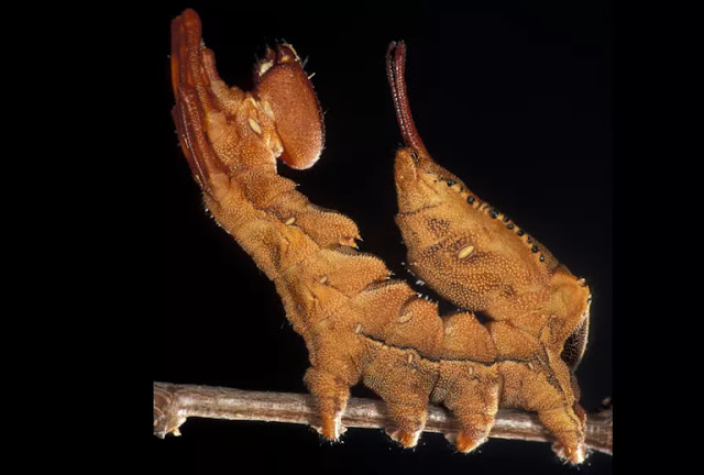 أكثر 10 كائنات تمتلك وجهاً مرعباً Lobster_moth-580a1d695f9b58564c54793c