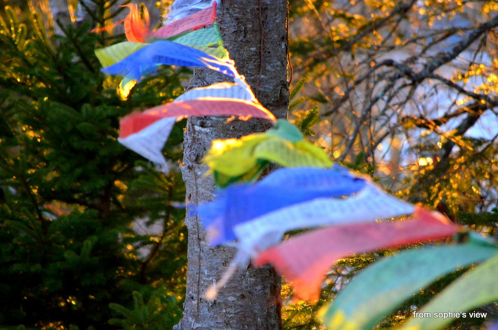 "from sophie's view": Tibetan Prayer Flags