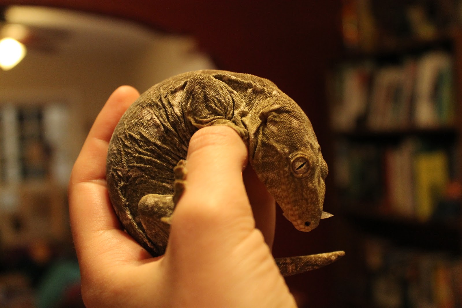 bearded-dragon-christmas-sweater-4