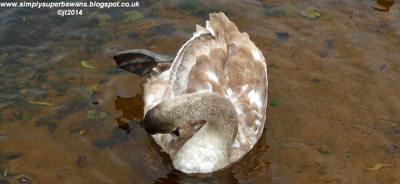 Simply Superb Swans Has Lucky Escape