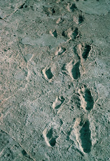 Estas huellas tienen 3.6 millones de años