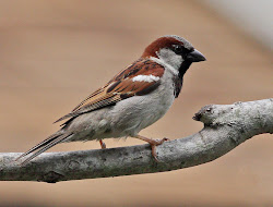 sparrow wallpapers resolution birds bird desktop 1080p tree screen flying background passer fine wide