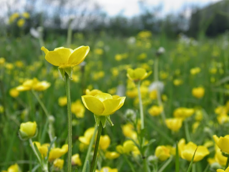Meadow yellow