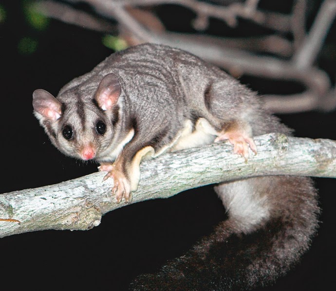 The Coal Point Chronicle Securing a future for the local Squirrel Gliders