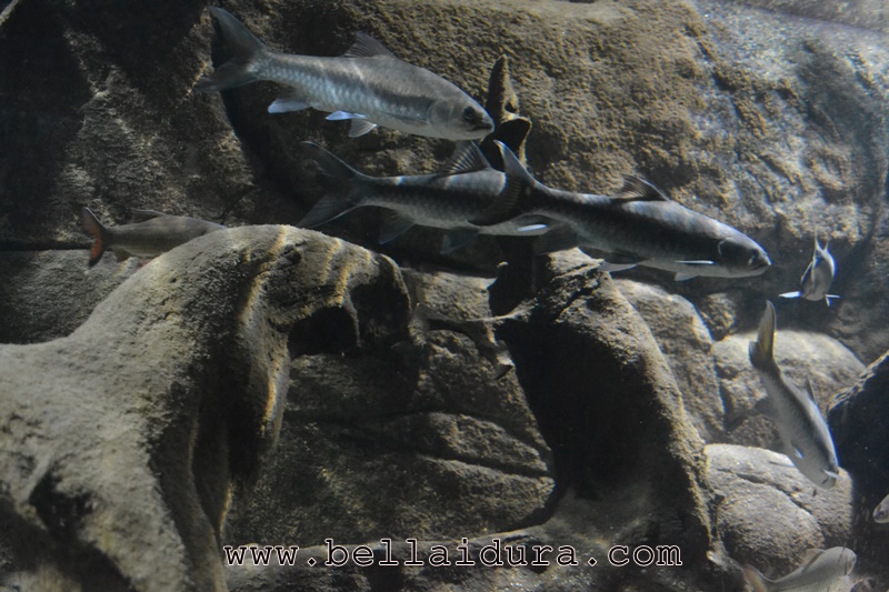 Tempat Menarik Di ZOO Negara Aquarium Bella Idura