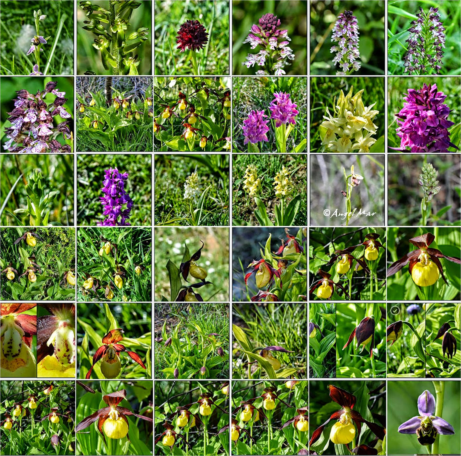 Orquídeas Blog de Angel Mar Mosaicos