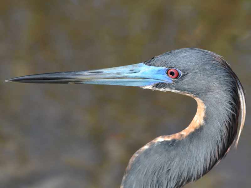 Nature Cameos Tricolored Herons, Texas