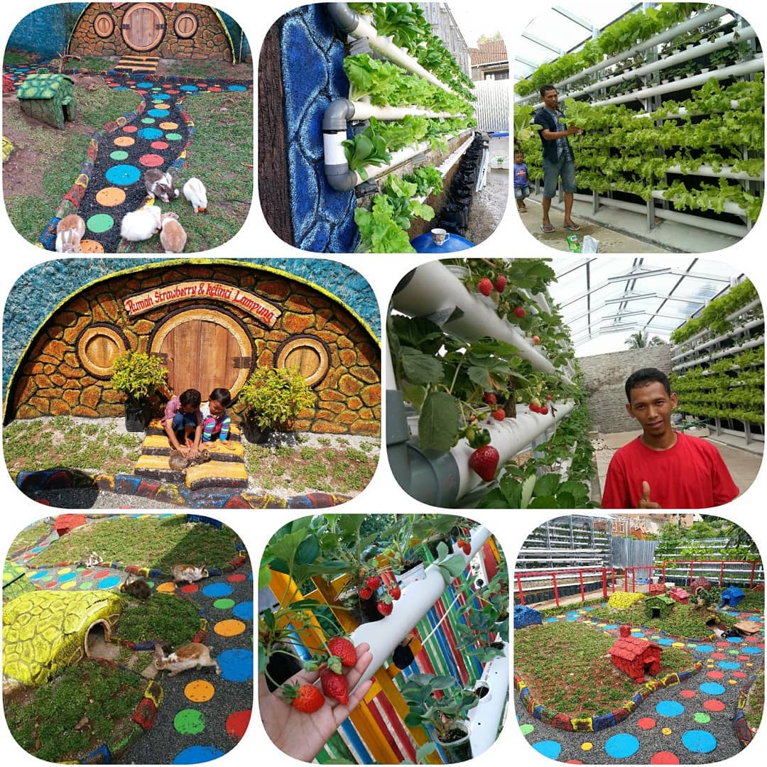 Asyiknya Rumah Stroberi &amp; Taman Kelinci Lampung Buat Liburan Anak