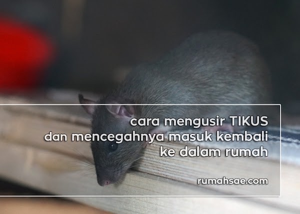 Cara Mengusir Tikus dan Mencegahnya Masuk Kembali ke dalam Rumah Cara Mengusir Tikus dan Mencegahnya Masuk Kembali ke dalam Rumah