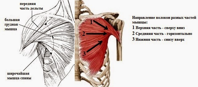 анатомия грудных мышц и жима лёжа