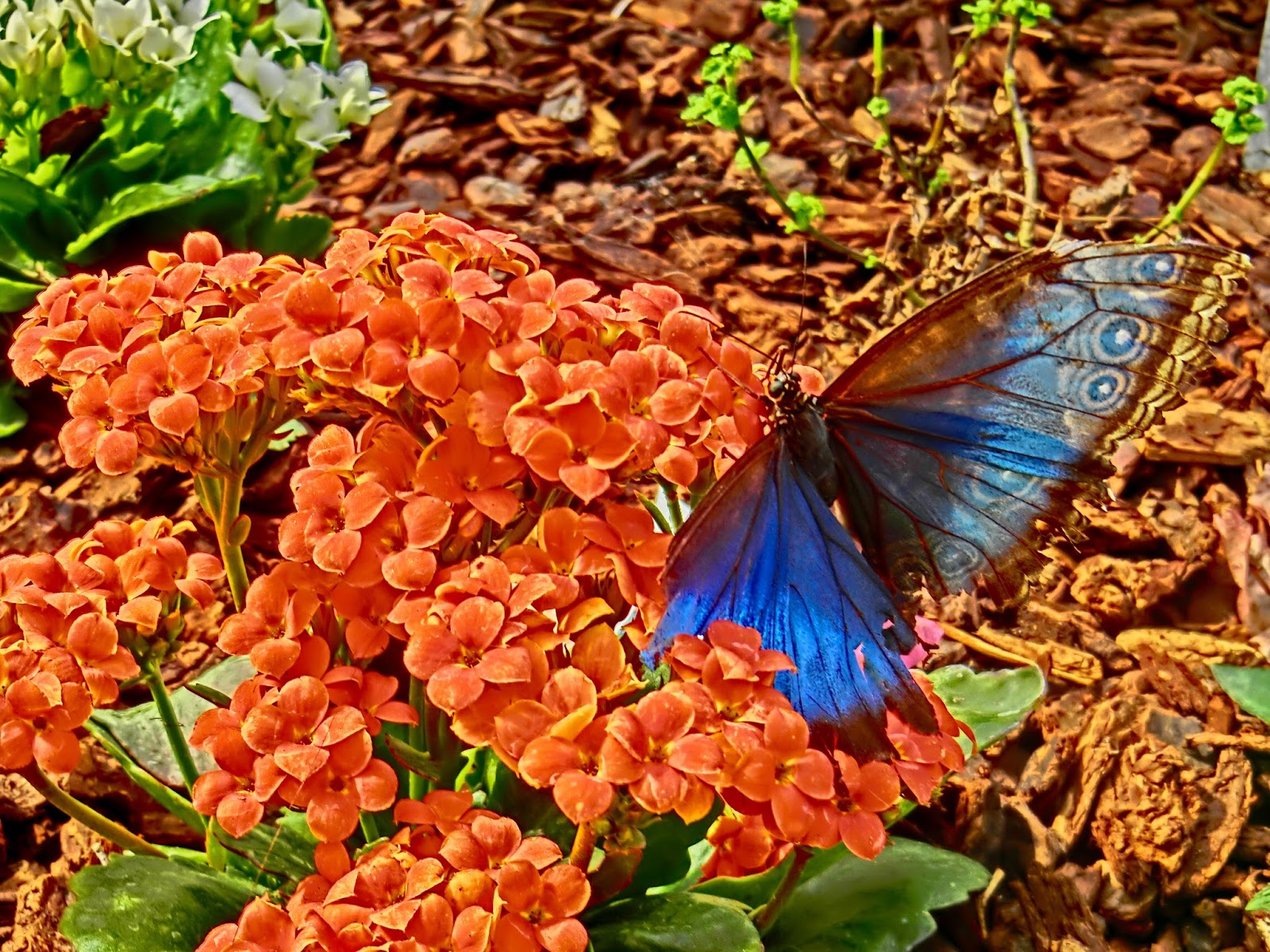 Nau speak Vegas Springs Preserve Butterfly Exhibit