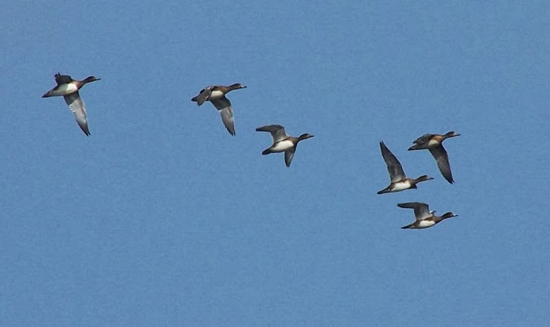 Wigeon over Cold Edge dams