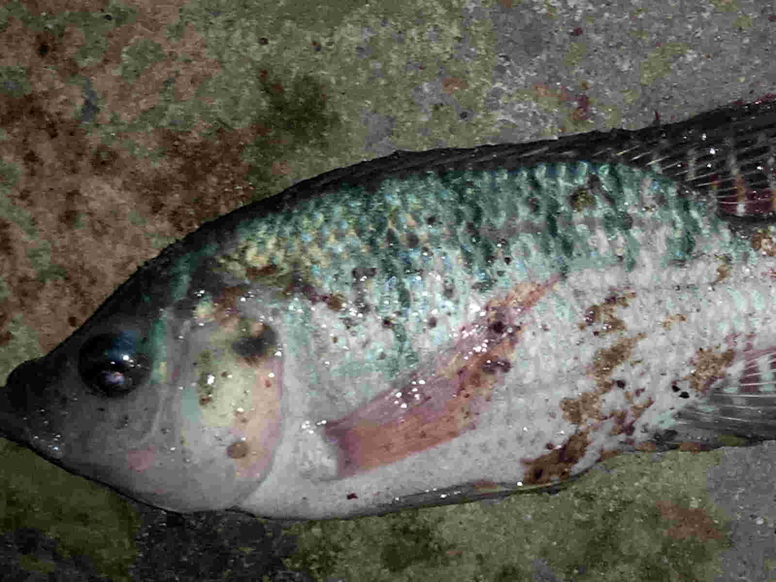 Cara Mengatasi Duri Ikan Yang Tersangkut di Tenggorokan  tes tema
