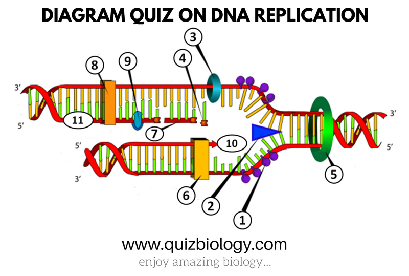 dna-replication-diagram-quiz