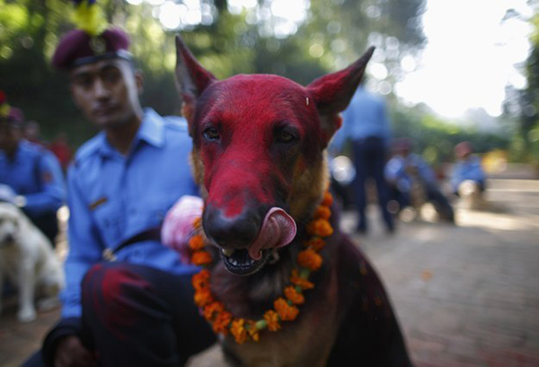 Annual Nepali Festival Thanks Dogs For Being The Best Friends Of Mankind
