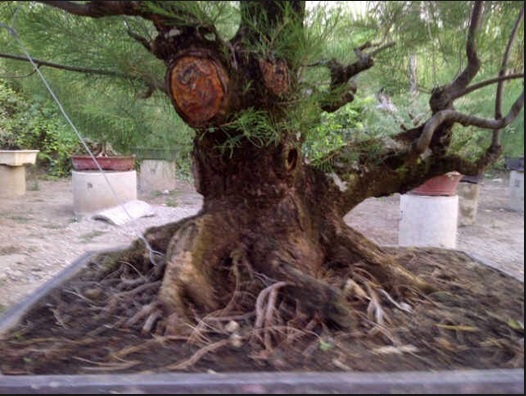 Cara Mudah Merawat Bonsai Cemara Udang