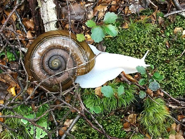 Hewan Dengan Kelainan Langka Albino