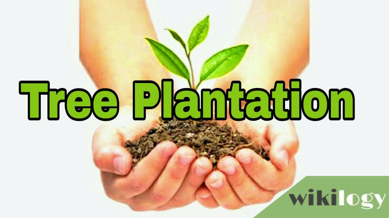 Tree Plantation Paragraph- for class 3, 4, 5, 6, 7, 8, 9, 10, 11, 12