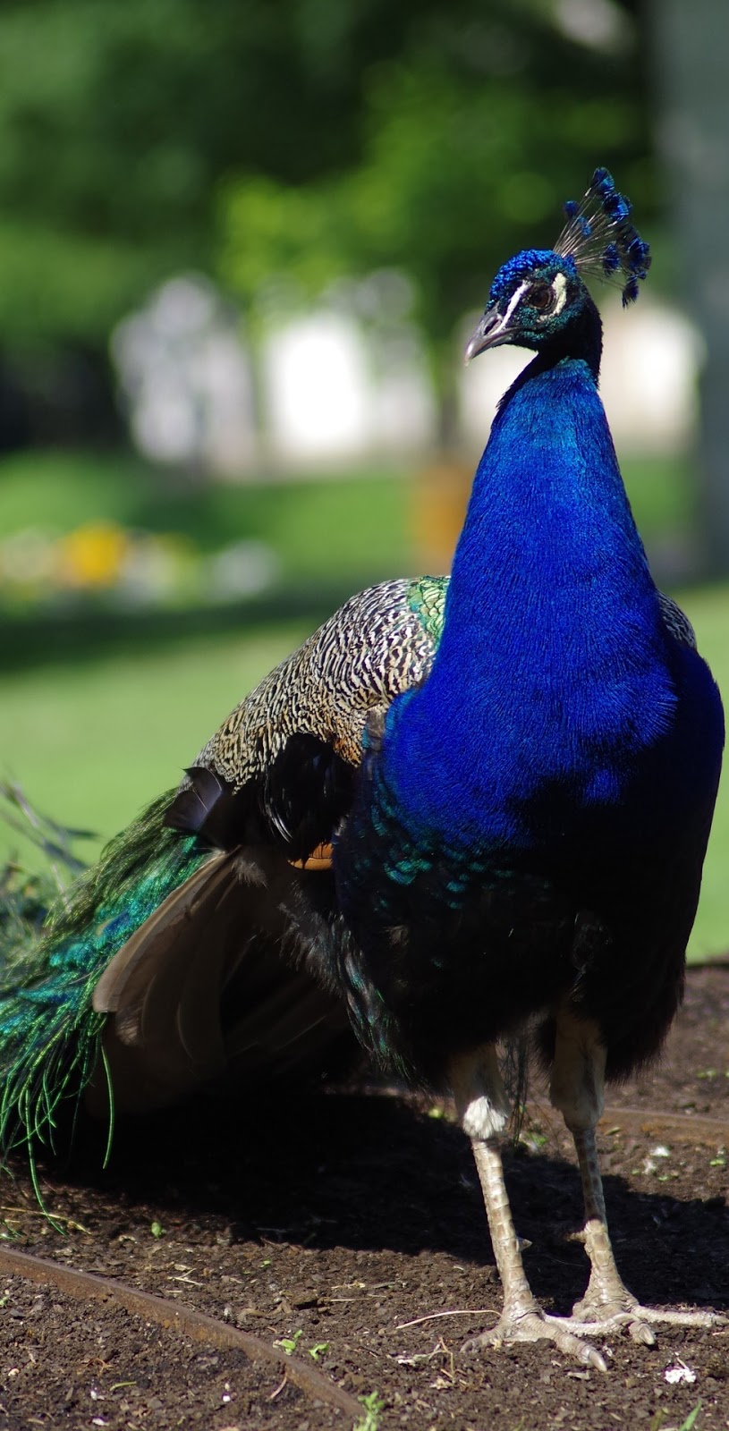 Portrait picture of a peacock.