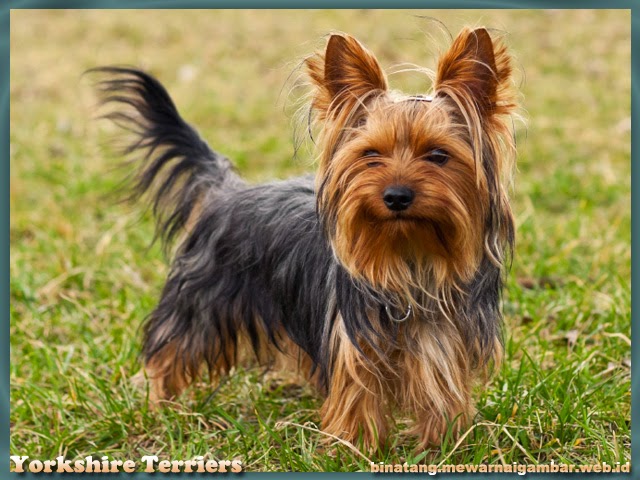 Gambar Anjing Yorkshire Terriers