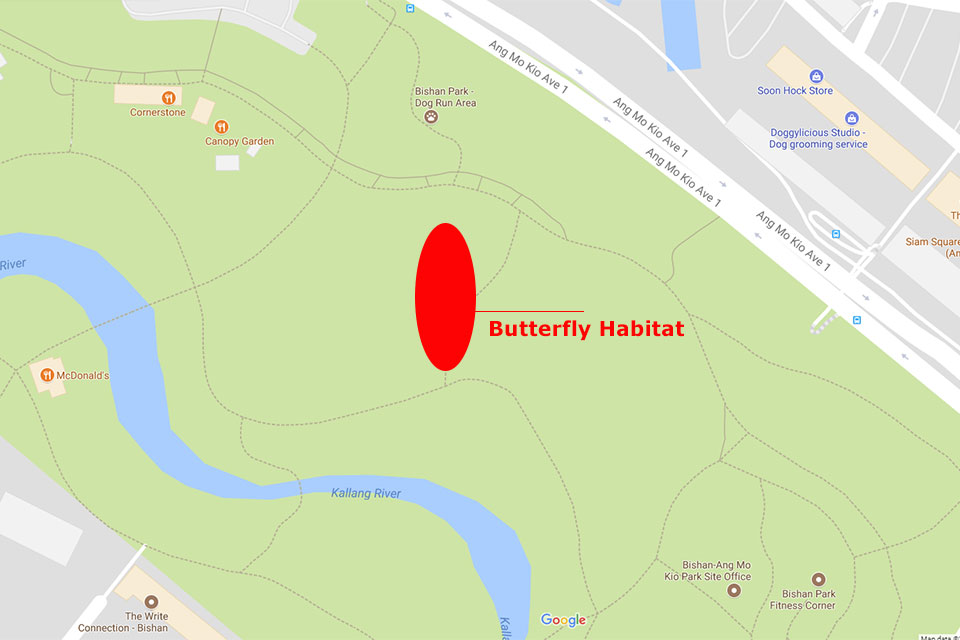 Butterflies of Singapore Butterfly Photography at Our Local Parks