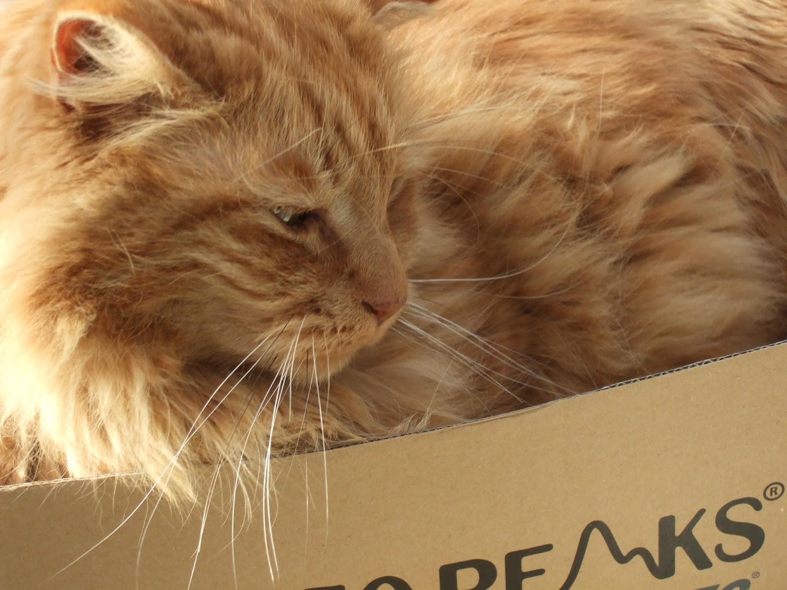 Linden Grove Cat in a Shoe Box