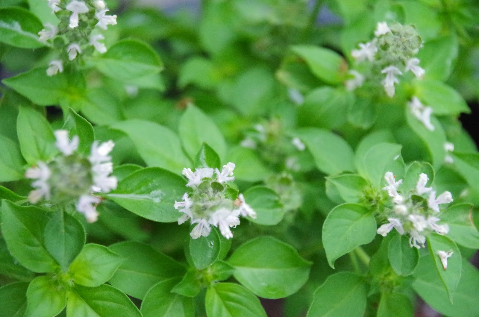 Trees and Plants Basil (Floral Spires White Basil)
