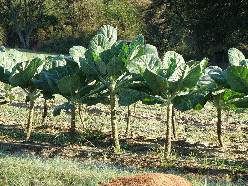 Sasser Hill Growing Collard Greens in Your Yard