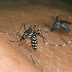 ¿Qué es la fiebre chikungunya, cuáles son sus signos y su tratamiento?