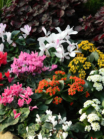 Centennial Park Conservatory Spring Flower Show 2014 white cyclamen kalanchoe by garden muses-not another Toronto gardening blog
