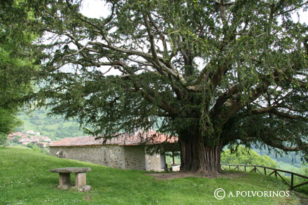 Paraísos del mundo: 10 Árboles monumentales asturianos