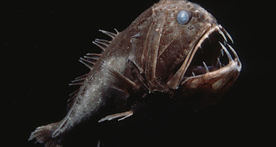Fangtooth Laut Dalam