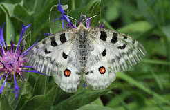 Butterflies of Slovenia
