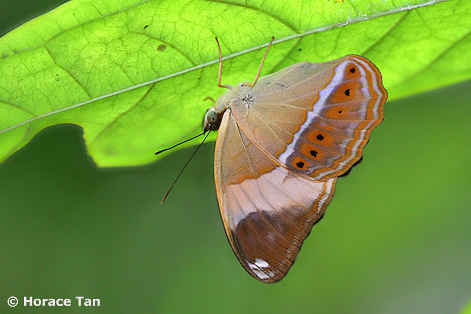 Butterflies of Singapore Upside Down Butterflies