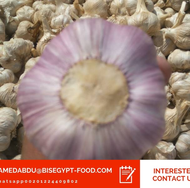 peeled garlic suppliers in bangalore