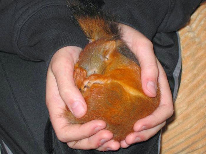 injured baby squirrel finland-5