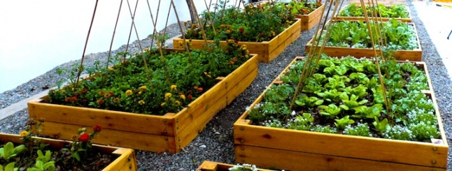 Una Huerta Para Todos Fao Pdf