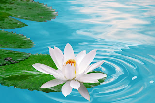 Lotus Flower HD wallpapers