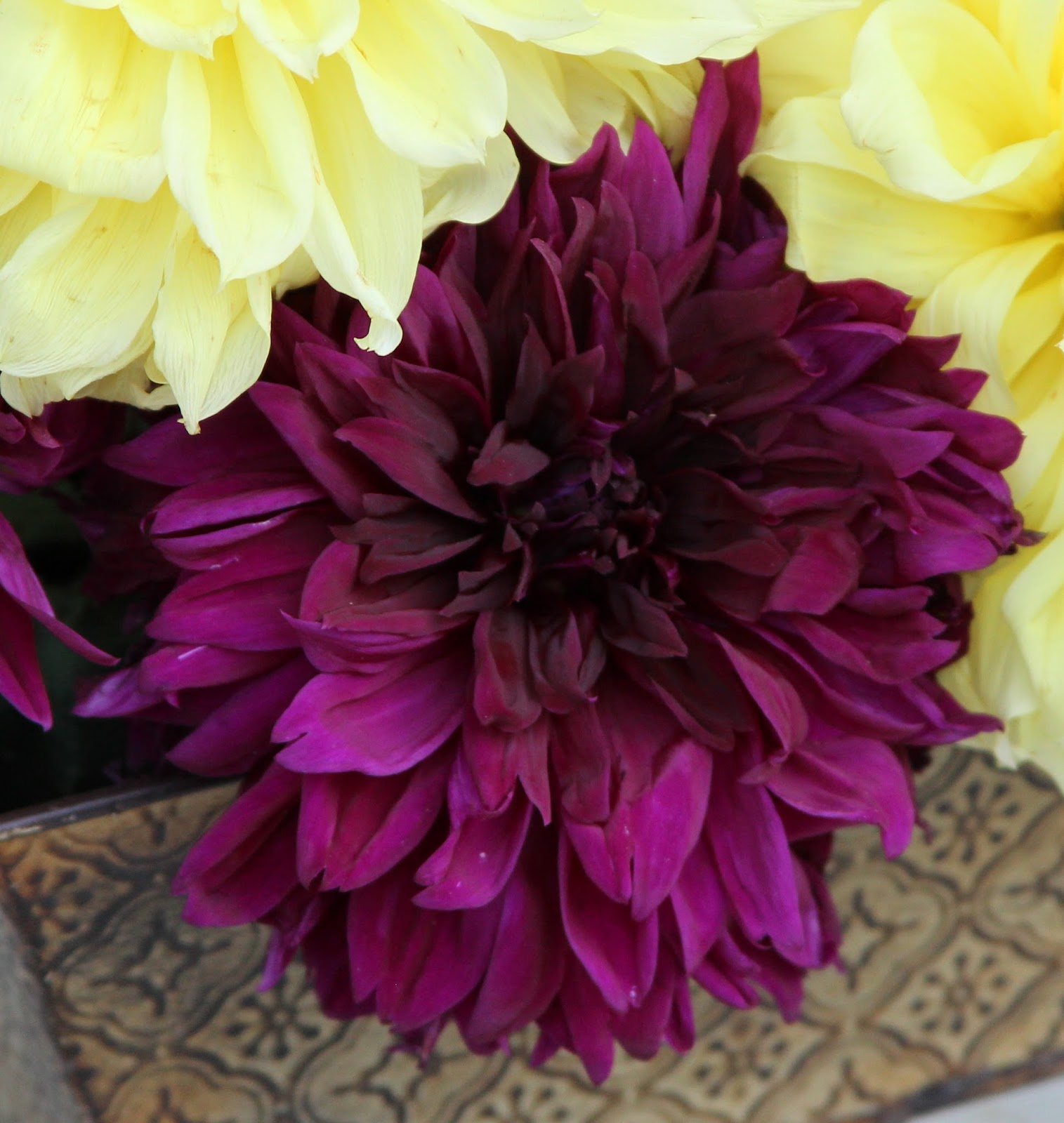 DINNER PLATE DAHLIAS COMPLIMENTARY COLORS ADD DRAMA TO ARRANGEMENTS