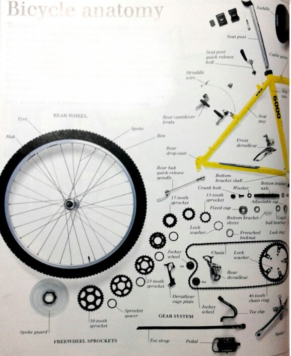 Bicycle Anatomy Engines Anatomy