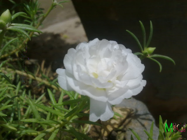 Moss Rose, White Moss Rose, Portaluca Grandiflora