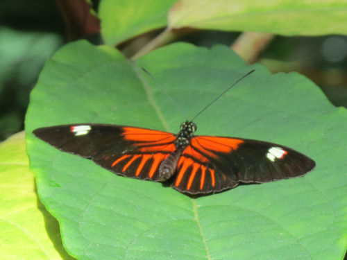 Heliconius melpomene aglaope