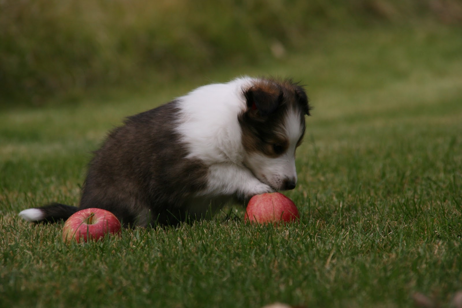 Sheltie Stories