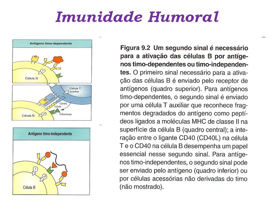 Bio prof. Viviane Imunidade Humoral