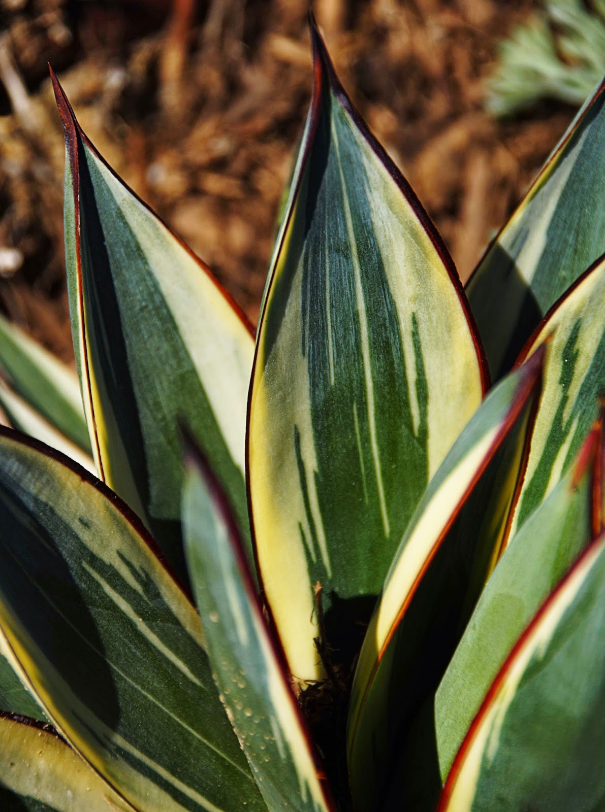 Reading Agave Leaves
