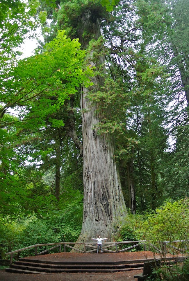 Chic Soufflé: Las secuoyas de California